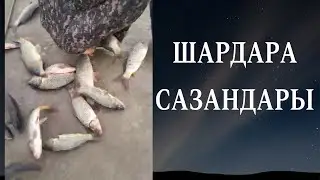Шардара рыбалка сазан аулау