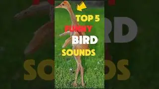 Top 5 Funniest Bird Sounds Ever!