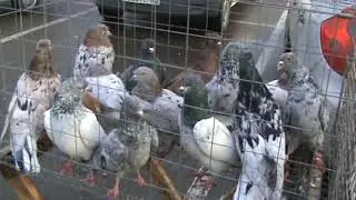 Ярмарка голубей г.Краснодар 05.12.2021г 2часть