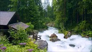 Sounds of nature, Beautiful Birdsong By The Forest River. Calm the nervous system, Relax 3 hours
