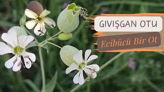 GIVIŞGAN OTU (Silene vulgaris) / Yenen Otları Tanıyalım / Ecibücü