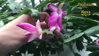 мои декабристы