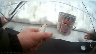 Разведка на КУШУМ КАНАЛЕ!! ХОРОШИЙ КЛЁВ ПЛОТВЫ!!!!