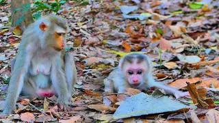 Sweet Visit! Monkey Joyce Comes to See Mama Libby Training Baby Levy and SSLily Worries Bro Levy💞🙈