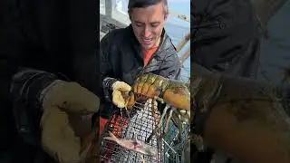 I’ve NEVER seen a Lobster do this! (Huge Egger!)