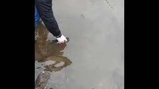 отпускаем леща