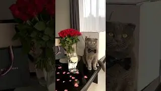С Днём Святого Валентина 💘 #котбарон