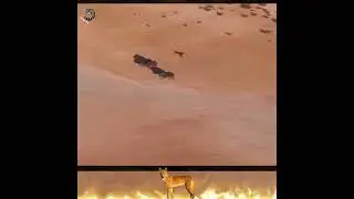ДИНГО НЕСЁТСЯ и НАСТИГАЕТ Его