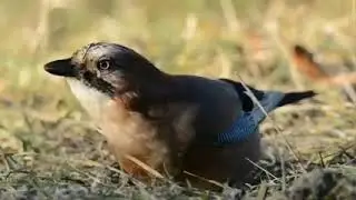 Wildlife Nature Film + Jungle Sounds in UHD 