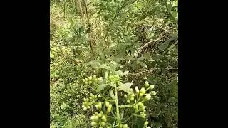 ZIKIZA EDDOGO, BISIRANE,NEMBERA EMBI.