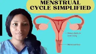 Menstrual Cycle: The  Phases of Menstrual Cycle || All You Need To Know .