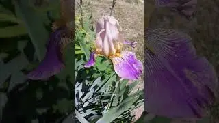 Ирисы - цветение в мае