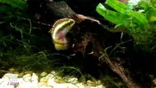 PELVICACHROMIS PULCHER