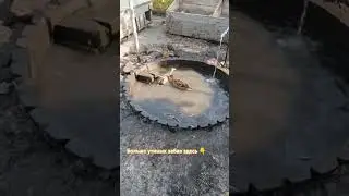 Смотрите полное #видео #бабушка_блогер #деревенскаябабушкаблогер #забавныеживотные #милыеживотные