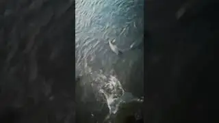рыба кишит хоть руками лови