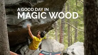 a good day in Magic Wood