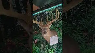 Minnesota Giant Whitetail Buck