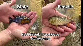 “Check out some of our breeders from greenhouse, number 1” #Imperialtropicals #fish