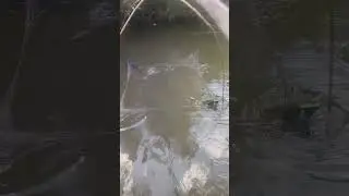 #рибалка #fishing #карась #карп