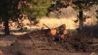 Two More Trees Down