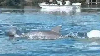 Fins to the Left