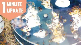 Crematogaster scutellaris - One Minute Update