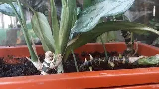 Как посадить АГЛАОНЕМУ, чтобы сразу был пышный куст.