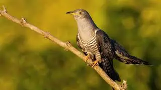cuckoo sound effect - कोयल की आवाज - 👉 *calm sound* effect - @CuckooSong - Koyal ki awaz