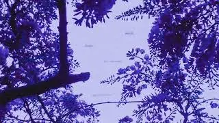 MARYSIA OSU harp, beats & dreams - Full Album Player