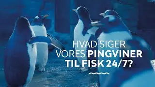 Der er forskellige meninger om at spise fisk 7 dage om ugen