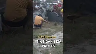 ITIK VS  MANUSIA#shortvideo