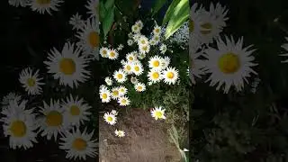 #домиквдеревне #топ #влог #хуторянка #семья