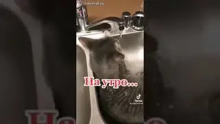 #shorts смешные животные