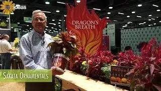 Dragon’s Breath Celosia Is A Hot New Variety That Gets More Beautiful As Summer Continues