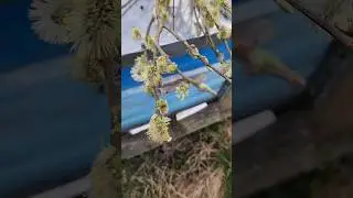 Привес 600 г. 1 Апреля! 