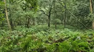archery woodland in heavy rain