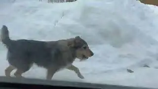 Бездомный пёс Тоби не меняется