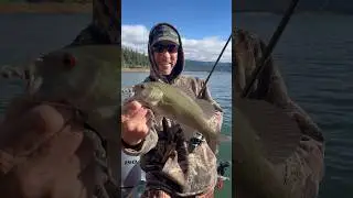 A little bass fishing fun!  #bass #bassfishing