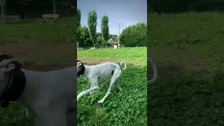 LEVRIERO SPAGNOLO IN CORSA / SLOW MOTION #galgo