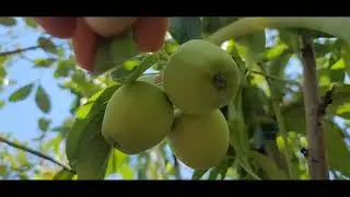 LET'S CHECK THE FRUITS...