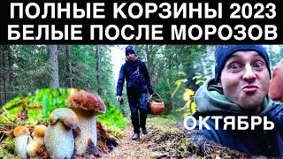 БЕЛЫЕ ПОСЛЕ МОРОЗОВ/2023/ОКТЯБРЬ