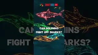 🐬🦈 Can dolphins fight off sharks?