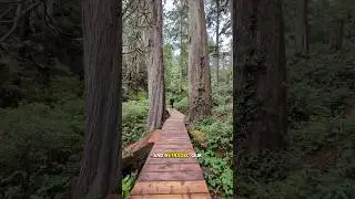 Truly the ultimate adventure! 😍🌲🦦 💫#vancouverisland #tofino #bc #travel