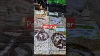 Ular 🐍 Reptil Fest #snake #snakevideo #animals #ular #reptile #hewan