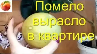 Pomelo How to grow in an apartment Care Fruits Pomelo Lemons at home Pomelo Shaddock February gai...