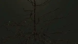 2022 Third Place Video Winner: A Pyramidal Christmas Tree