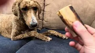 Standard Poodle gets Bone, becomes aggressive