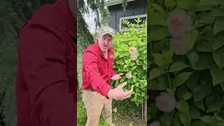Companion plants: extend your season of color | with Brian Bauman