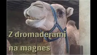 Z dromaderami na magnes