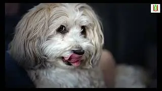 puppy tongue